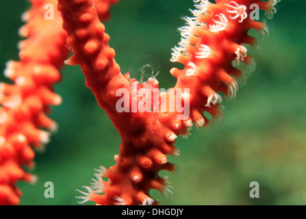 Penna di mare granchio porcellana (Porcellanella Picta) filtrare l'acqua per il cibo, Lembeh strait, Indonesia Foto Stock