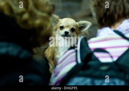 Londra, Regno Unito. Il 9 novembre 2013. I visitatori guarda un chihuahua a scoprire i cani 2013 mostra a Earl's Court. © Piero Cruciatti/Alamy Live News Foto Stock