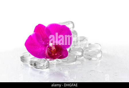 Orchidea rosa con rugiada e riflessione Foto Stock