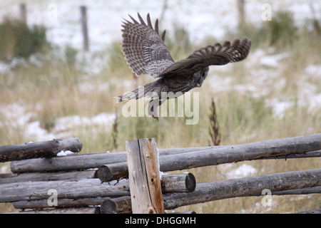 Grande gufo grigio tenuto fuori dal recinto post come caccia durante il giorno nel Wyoming Foto Stock