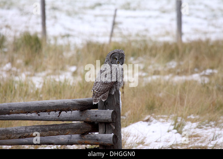 Grande gufo grigio caccia dalla cima di un palo da recinzione durante il giorno nel Wyoming Foto Stock