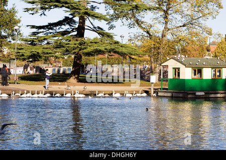 Boat House e i cigni sul fiume Avon a Stratford Upon Avon Inghilterra Foto Stock