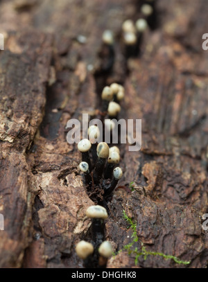 Autunno di funghi in Finlandia Foto Stock