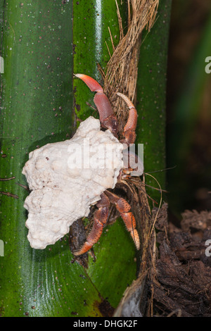 Un eremita dei Caraibi crab sale su un albero Foto Stock