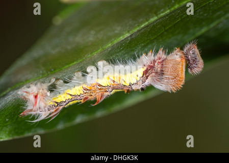 Un bruco del Blue Morpho butterfly Foto Stock