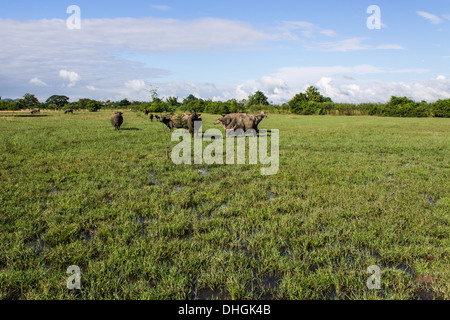 Masse Buffalo e inclinato in erba Foto Stock
