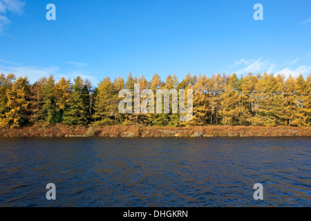 Colori d'Autunno alberi con cielo blu sopra le acque torbide di merluzzo bianco beck serbatoio sulla North York Moors nello Yorkshire, Inghilterra. Foto Stock