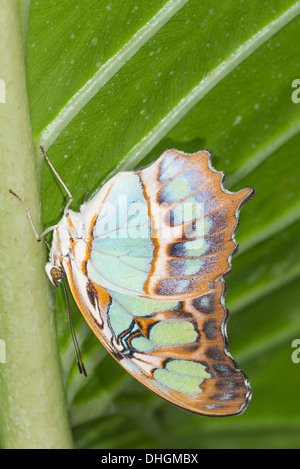 Un adulto Malachite appoggio a farfalla Foto Stock