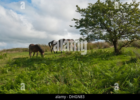 Pony su Exmoor, Western Somerset, Gran Bretagna, Regno Unito Foto Stock