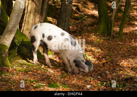 Nuova Foresta suini rovistando per ghiande la New Forest Hampshire England Regno Unito Foto Stock