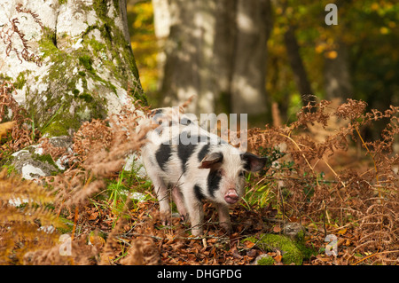 Nuova Foresta suini rovistando per ghiande la New Forest Hampshire England Regno Unito Foto Stock