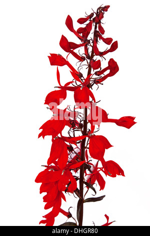 Lobelia Cardinalis fiori contro uno sfondo bianco Foto Stock