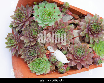 Le piante succulente della varietà " Jovibarba hirta' viene visualizzato nella rottura di un vaso in terracotta Foto Stock