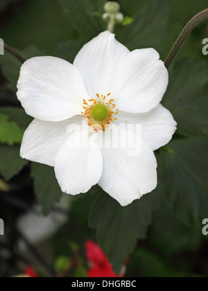 Unico fiore Anemone giapponese impianto ( Anemone japonica ) Foto Stock