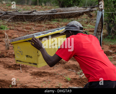 Un agricoltore ispeziona il suo alveare recinto costruito per dissuadere gli elefanti da incursioni di coltivazioni in Sagalla vicino a voi il Kenya meridionale Foto Stock