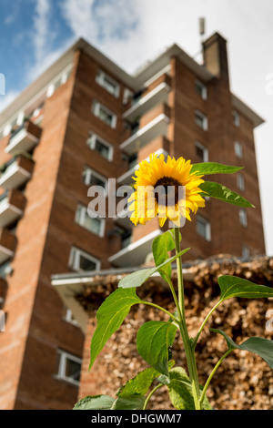 Coltivazione di semi di girasole in parte anteriore del blocco a torre Foto Stock