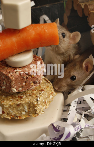 Immagine di due ratti femmina in procinto di mangiare cibo da piccoli pet food impilatrice Rattus norvegicus Foto Stock