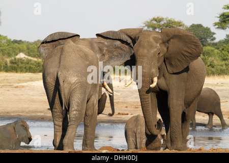 Gli elefanti africani due maschi di waterhole in postura aggressiva Foto Stock