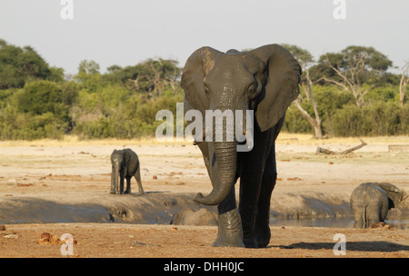 Gli elefanti africani, singolo adulto a piedi da un waterhole Foto Stock