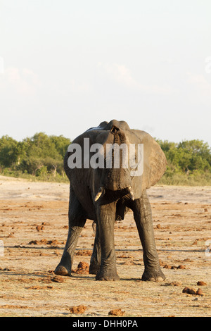 Elefante africano tronco sollevato Foto Stock