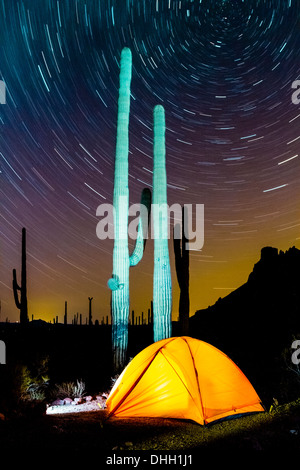 Incandescente tenda a notte con cactus Saguaro e tracce stellari. Organo a canne Cactus monumento nazionale, Arizona. Foto Stock