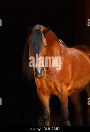 Progetto belga cavallo ritratto Foto Stock