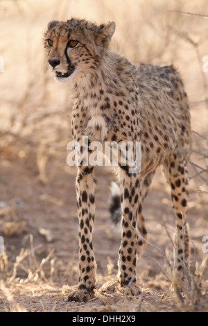 Cheetah cub nel deserto del Kalahari Foto Stock