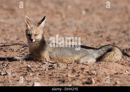 Capo volpe (vulpes vulpes chama) nel deserto del Kalahari, Sud Africa Foto Stock