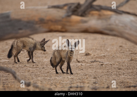 Bat-eared Fox (otocyon megalotis) nel deserto del Kalahari, Sud Africa Foto Stock