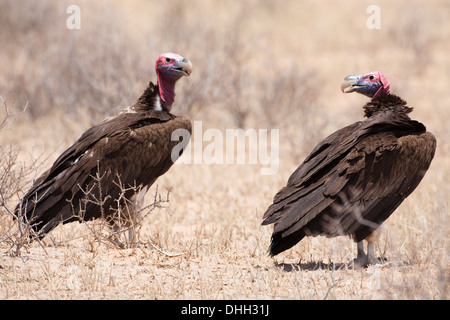 Lappet-Faced avvoltoi (torgos tracheliotos) a uccidere nel Kalahari, Sud Africa Foto Stock