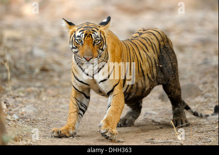 Tiger in Ranthambhore riserva della tigre Foto Stock