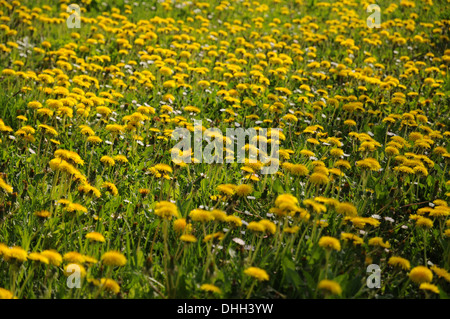 Dente di Leone Foto Stock