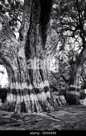 Banyan Tree e indù pietre altare raffigurante Indian vishnu divinità in un territorio rurale villaggio indiano. Andhra Pradesh, India. In bianco e nero. Foto Stock