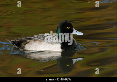 Lesser Scaup - Aythya affinis maschio Foto Stock