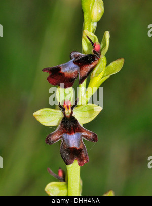 Fly Orchid - Ophrys insectifera Due fiori Foto Stock