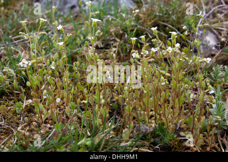 Saxifraga tridactylites, Rue-lasciava sassifraga Foto Stock