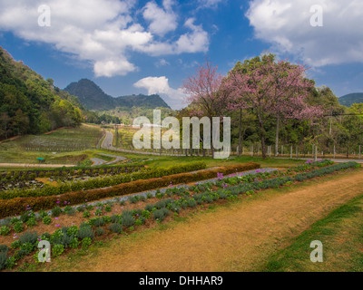 Sakura Ciliegio in bella Doi Angkhang campagna vicino a Chiang Mai, Thailandia Foto Stock