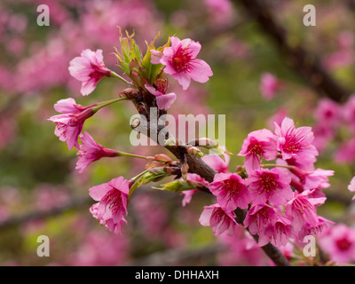 Sakura Ciliegio vicino a Chiang Mai, Thailandia Foto Stock