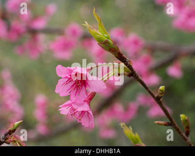 Sakura Ciliegio vicino a Chiang Mai, Thailandia Foto Stock