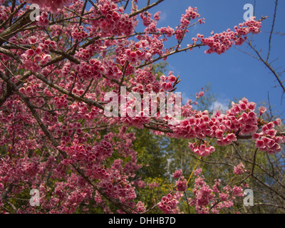 Sakura Ciliegio vicino a Chiang Mai, Thailandia Foto Stock