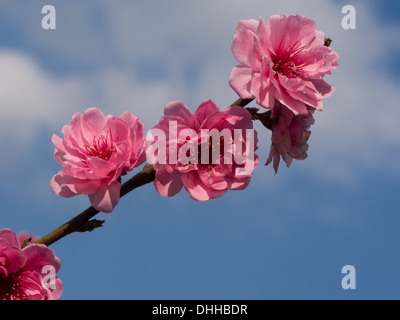 Sakura Ciliegio vicino a Chiang Mai, Thailandia Foto Stock