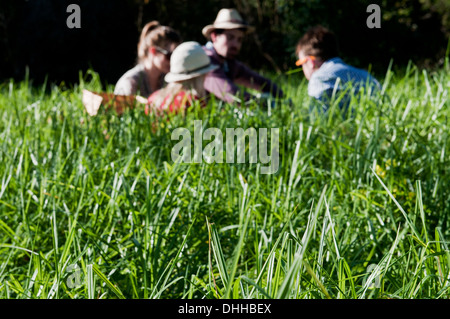 Gruppo di amici avente picnic in erba lunga Foto Stock