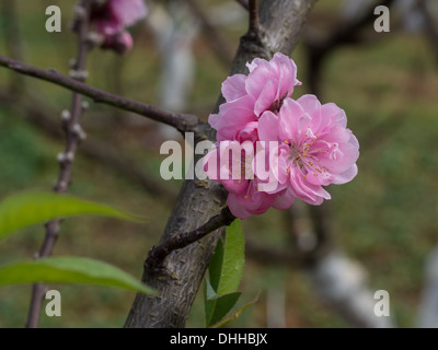 Sakura Ciliegio vicino a Chiang Mai, Thailandia Foto Stock