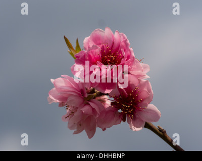 Sakura Ciliegio vicino a Chiang Mai, Thailandia Foto Stock