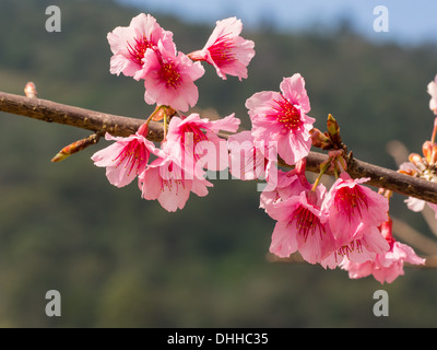 Sakura Ciliegio vicino a Chiang Mai, Thailandia Foto Stock