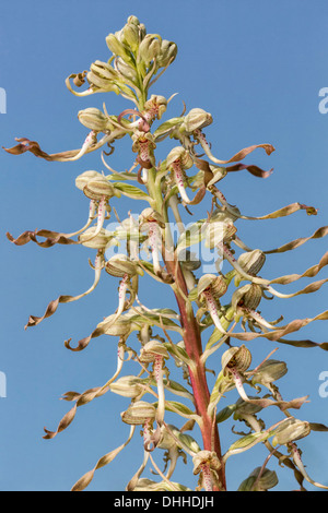 Himantoglossum hircinum Foto Stock