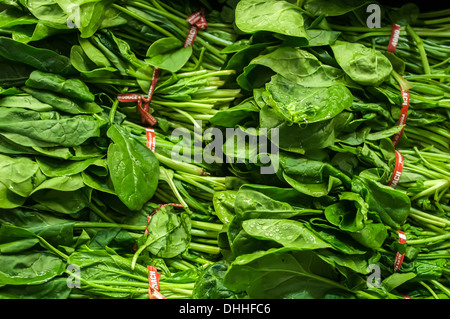 Fresco Verde foglie di spinaci Foto Stock