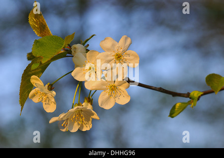 Fiori di ciliegio Foto Stock