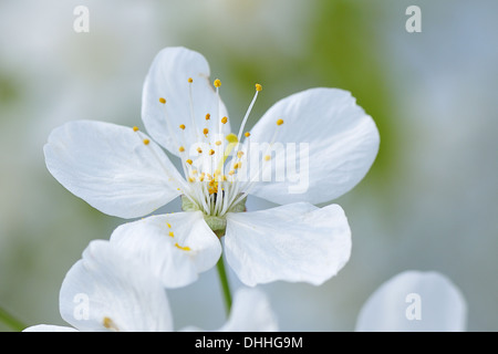 Fiore di ciliegio Foto Stock