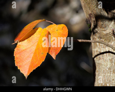 Tre golden beech foglie su un y9oung albero nel tardo autunno sunshine Foto Stock